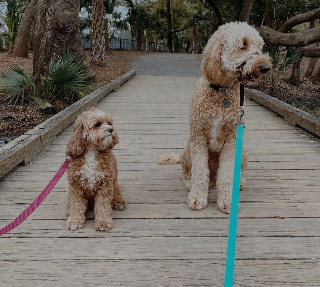 What Breeds Do Poodles Get Along With