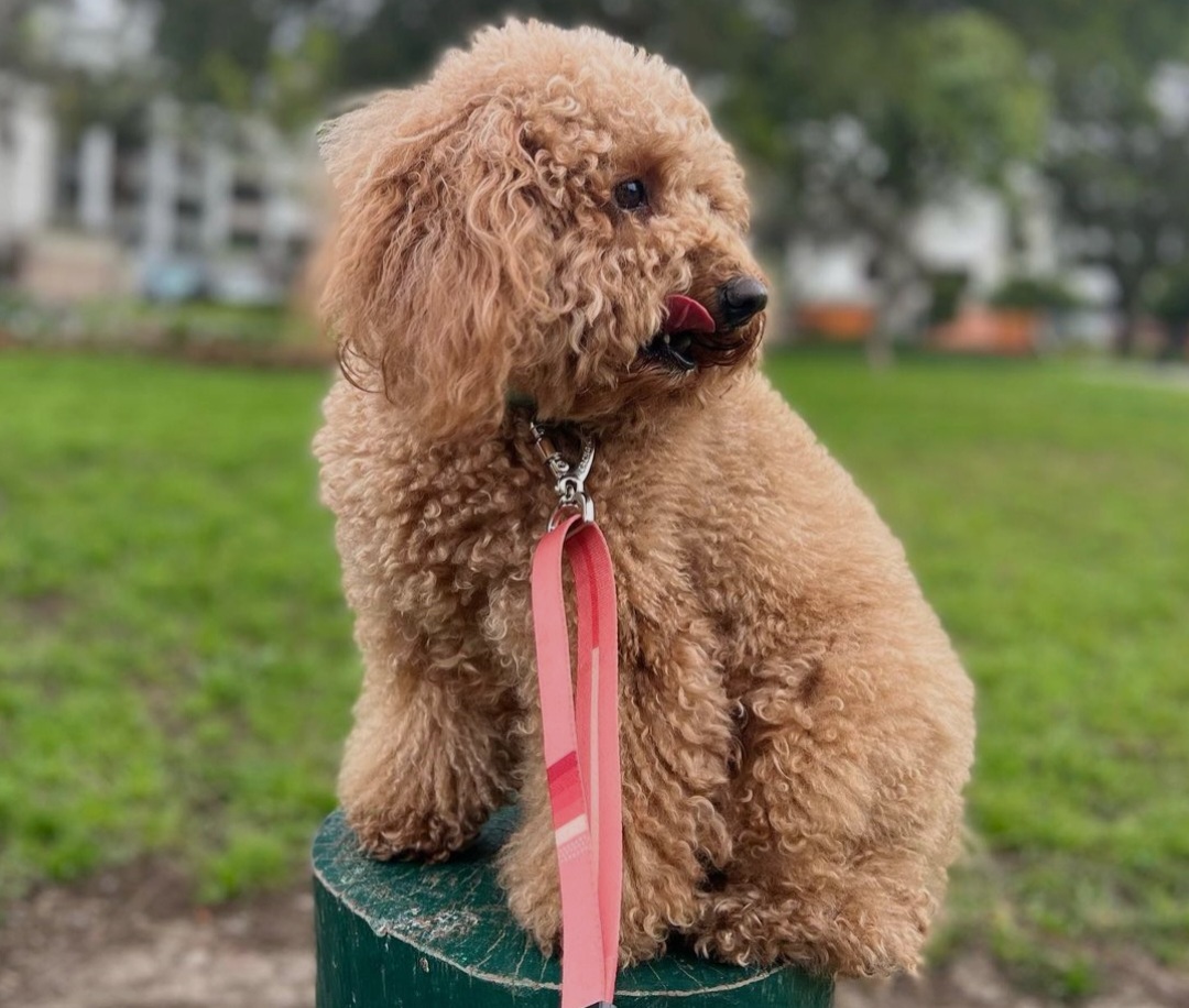 Why Do Poodles Lick So Much