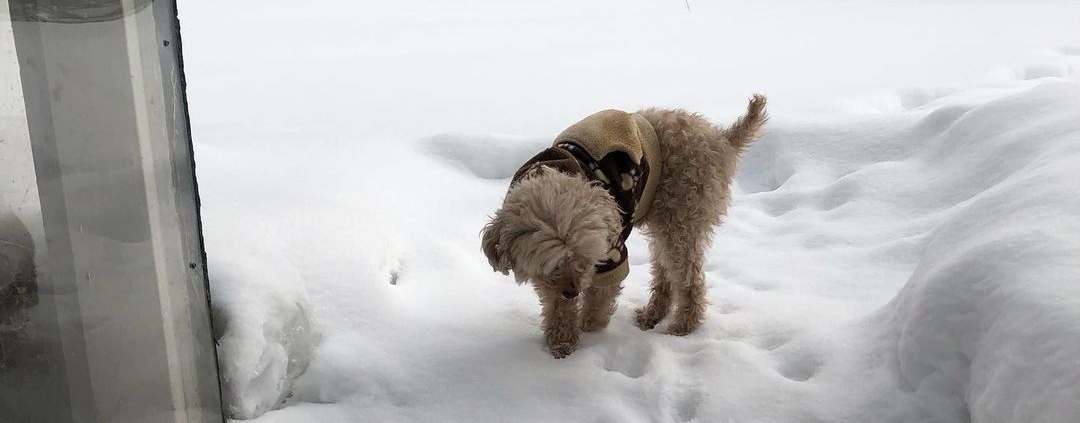 Can Poodles Handle Cold Weather? Shocking Truth