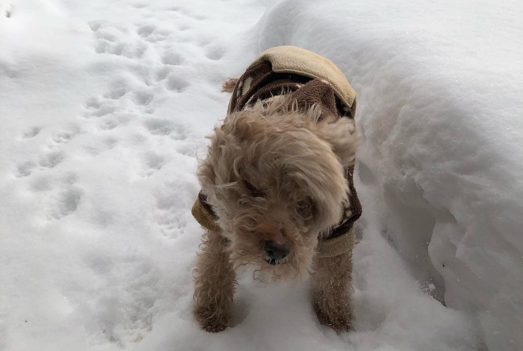 Can Poodles Handle Cold Weather? Shocking Truth