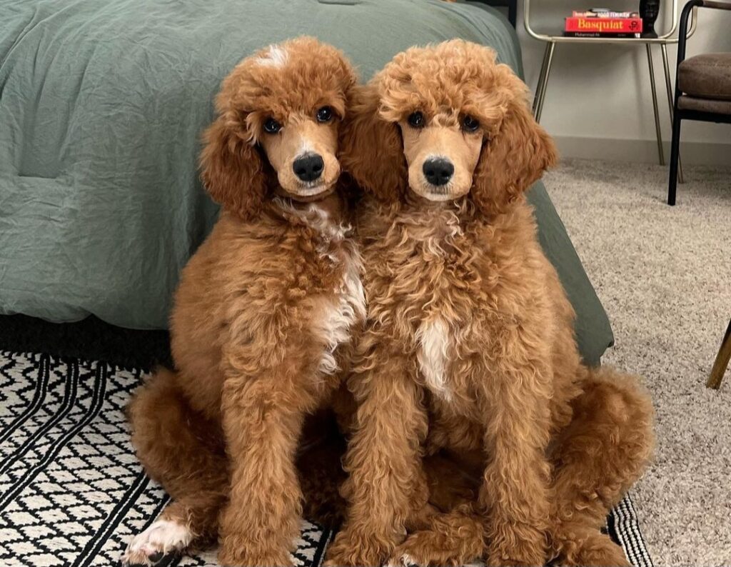 Two Chocolate Standard Poodles